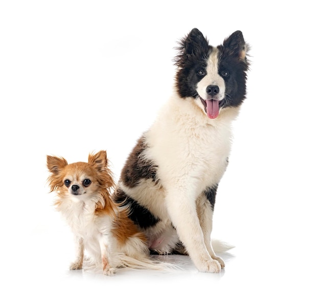 Young Yakutian Laika and chihuahua