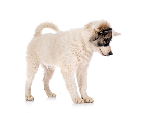 Young Yakutian Laika in front of white background