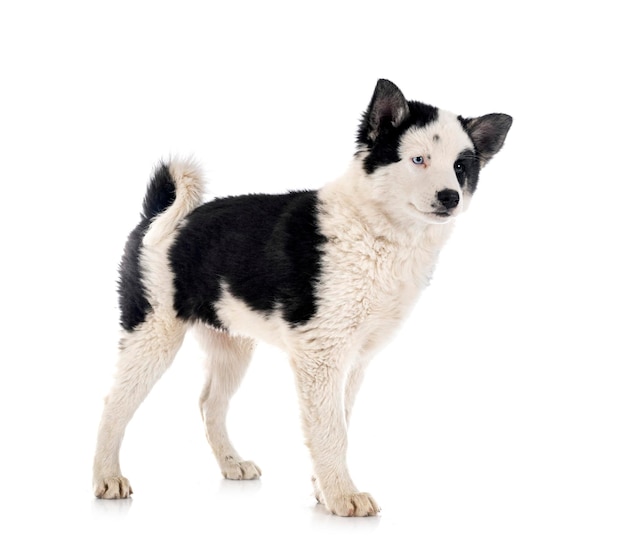 Young Yakutian Laika in front of white background