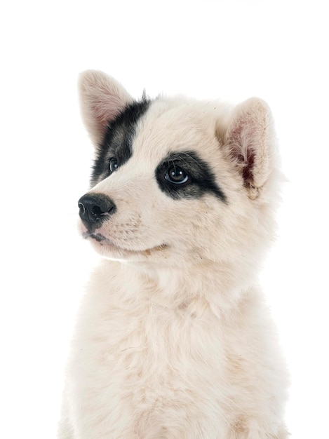 Young Yakutian Laika in front of white background