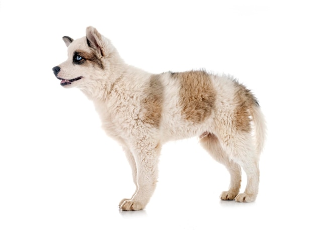 Young Yakutian Laika in front of white background