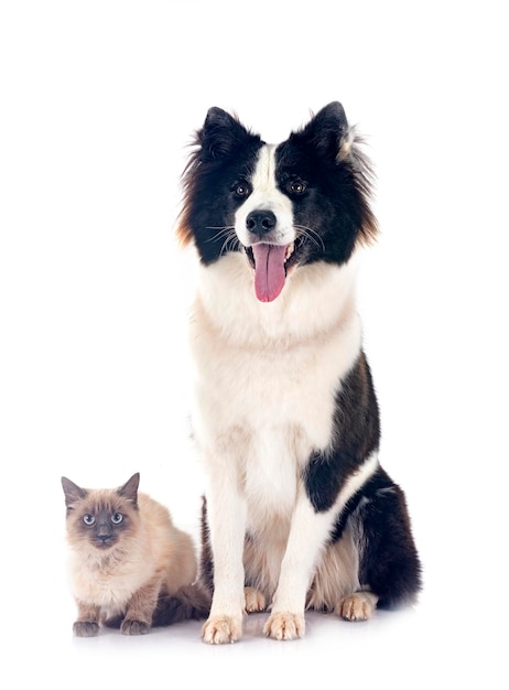 Photo young yakutian laika and siamese cat in front of white background