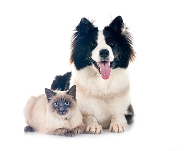 young Yakutian Laika and siamese cat