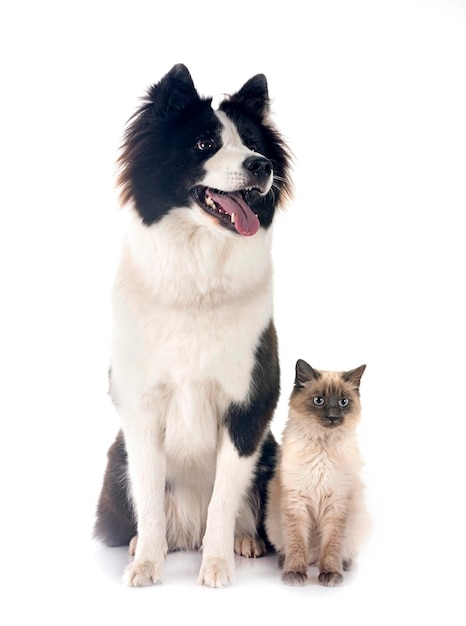 Photo young yakutian laika and siamese cat