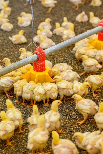 가금류 농장을 달리는 어린 노란 닭과 특별 사료 공급기 새 및 농업 비즈니스 개념에서 곡물을 먹는