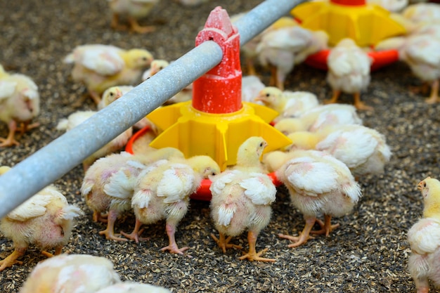 養鶏場に立って、特別な餌箱からの穀物を食べる若い黄色い鶏鳥と農業ビジネスの概念