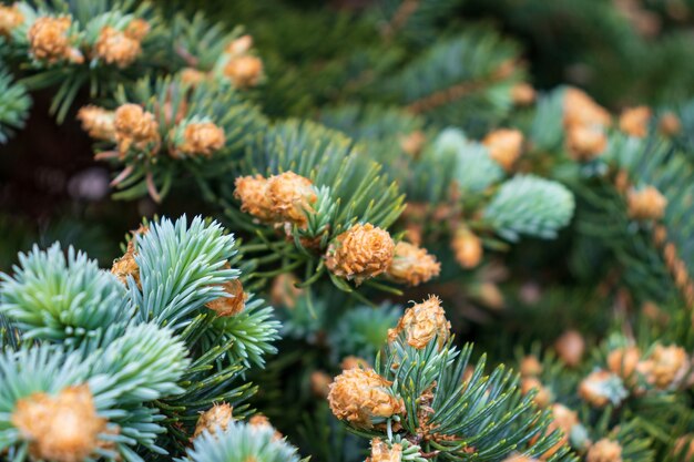 Young Yellow Pine Cones On The Branches