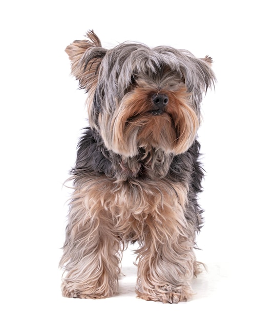 Young Yorkshire terrier isolated on a white background