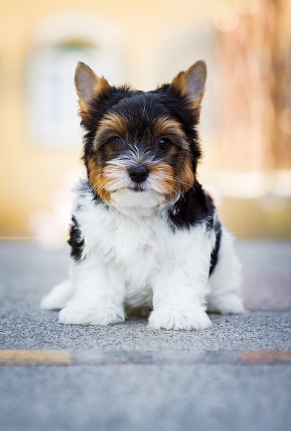 若いヨークシャーテリアの子犬の犬の肖像画