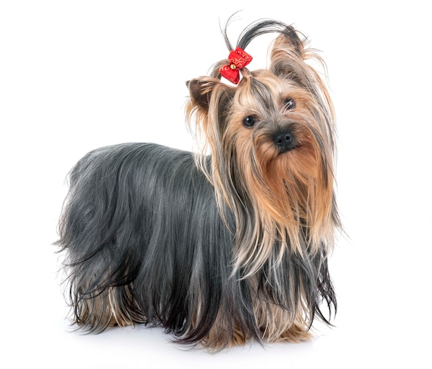 young yorkshire terrier