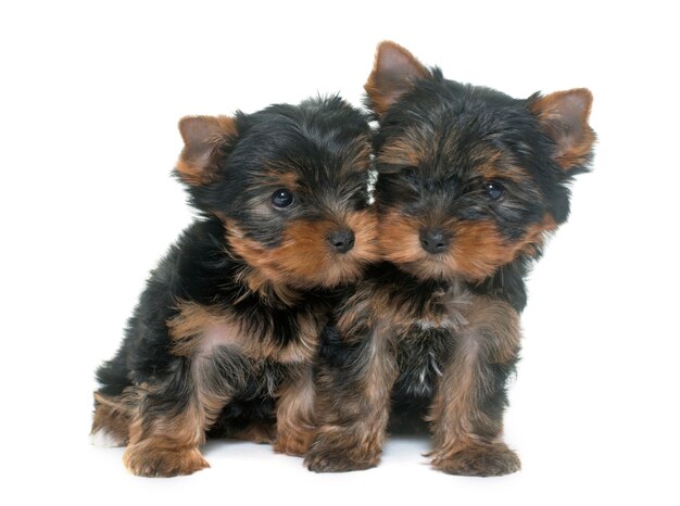 young yorkshire terrier