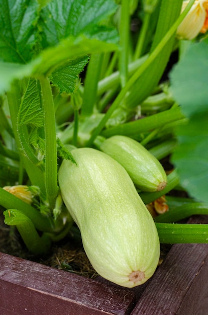 Young zucchini growing on bush. 