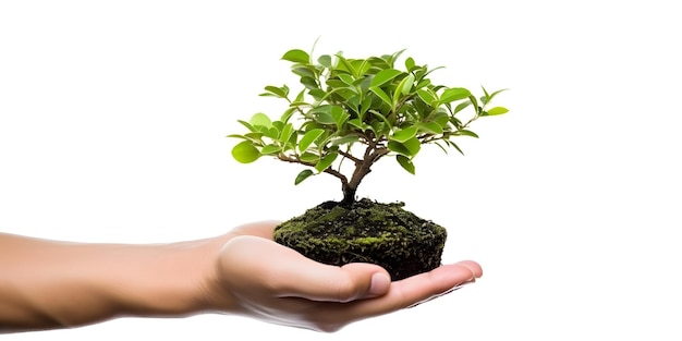Youngman handen houden een kleine boom geïsoleerd op witte achtergrond Planten boom eco-concept Generatieve ai
