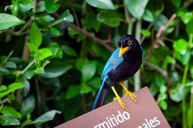 Photo the yucatan jay cyanocorax yucatanicus is a species of bird in the family corvidae