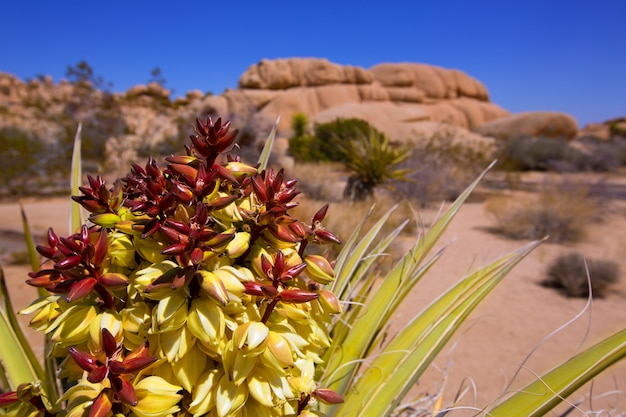 Foto yucca brevifolia fiorisce nel joshua tree national park