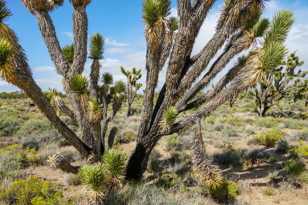 Yucca brevifolia Joshua Tree is een plantensoort die behoort tot het geslacht Yucca