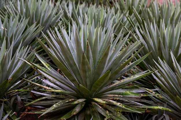 Yucca een geslacht van meerjarige struiken en bomen in de familie asparagaceae