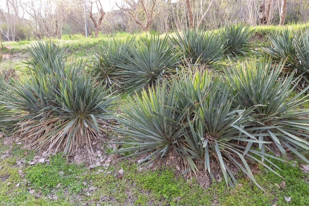 Yucca filamentosa planten in de tuin Concept hoe te groeien
