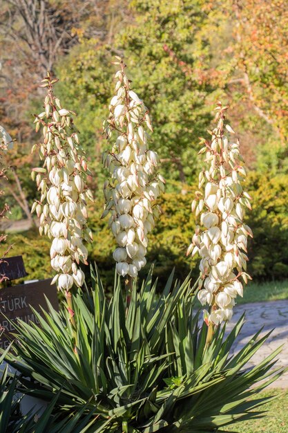 Photo yucca genus of perennial shrubs flowers in natural garden setting