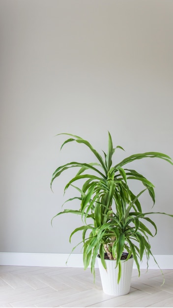 밝은 회색 배경에 흰색 냄비에 유카 식물. 객실 내부는 스칸디나비아 스타일입니다. 빈 벽과 복사 공간