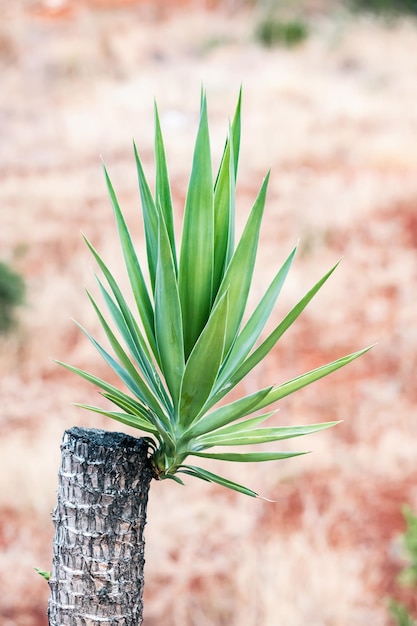 乾燥気候の屋外のユッカ植物