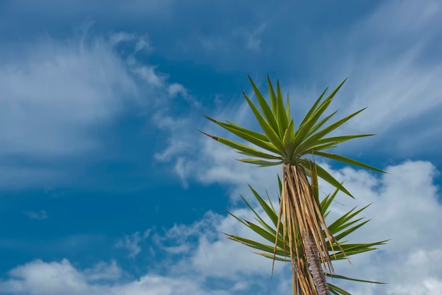 Yucca tropical tree on blue sky background