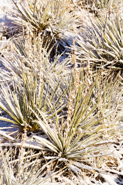 Yuccacactus bedekt met verse sneeuw.