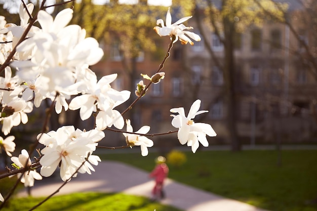 Yulan magnolia bloemen in bloei Witte magnoliaboom bloemen lente zonnige dag natuur ontwaken