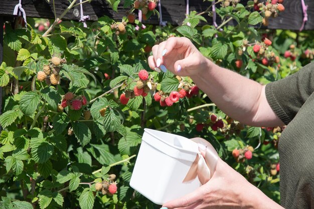 Yung woman picks ripe raspberries in a basket summer harvest of berries