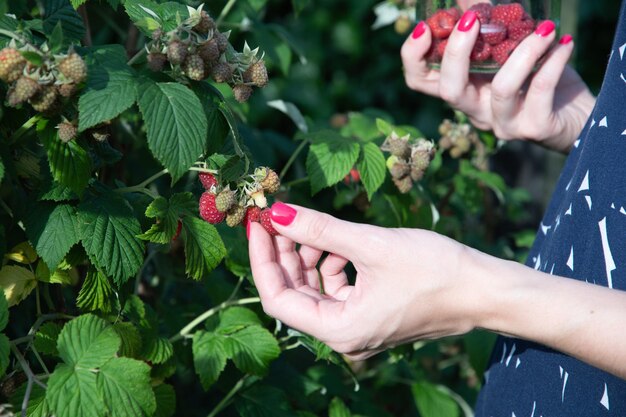 Фото Женщина-юнг собирает спелые малины в корзине летнего урожая ягод