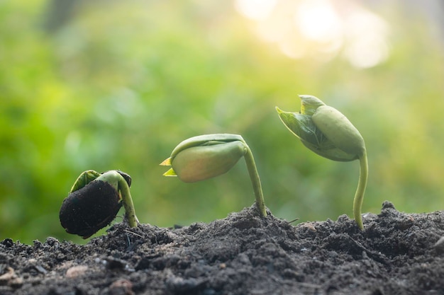 Zaadplanten groeienZe groeien stap voor stapDe ene heeft wortel en groeit onder de grond en het andere zaad heeft bladerenZe groeien tussen zonlichtFoto nieuw leven en groeiconcept