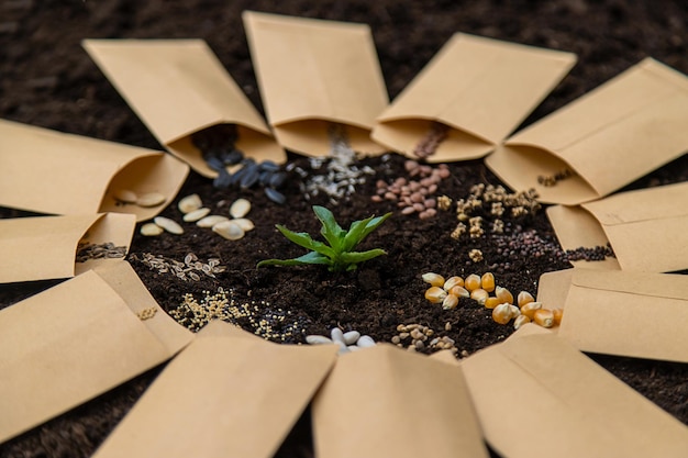 Foto zaai verschillende zaden in de tuinzaaikalender selectieve aandacht