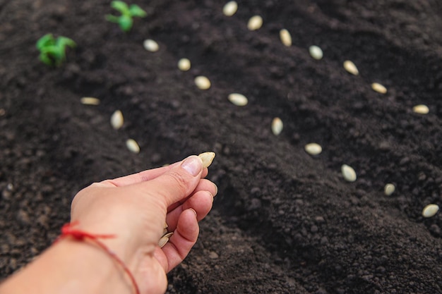 Zaaien van zaden in de tuin voor rozentuinen selectieve focus