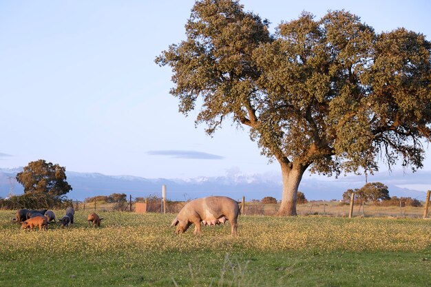 Foto zaaier en varkens in een weide