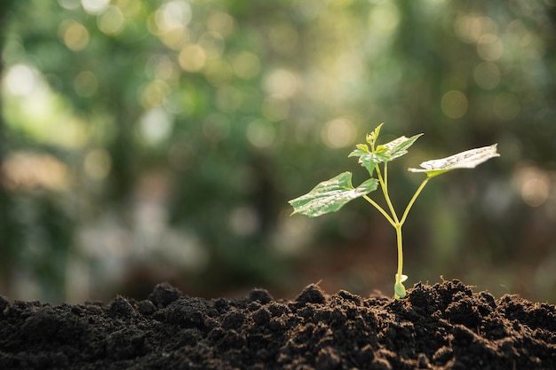 Zaailing en planten groeien in de bodem