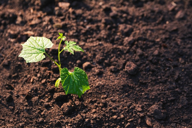 Zaailing en plantenteelt in aarde en kopie ruimte voor invoegen van tekst