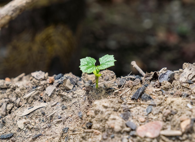 Zaailing groeit op grond