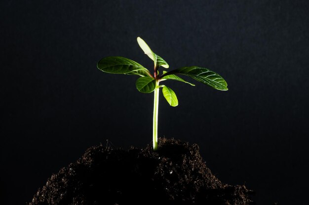 Zaailing groene plant oppervlakte bovenaanzicht gestructureerde achtergrond.