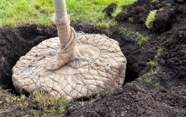 Zaailing klaar om te planten in het landschapsconcept van het stadspark Jonge bomen in stedelijke omgeving