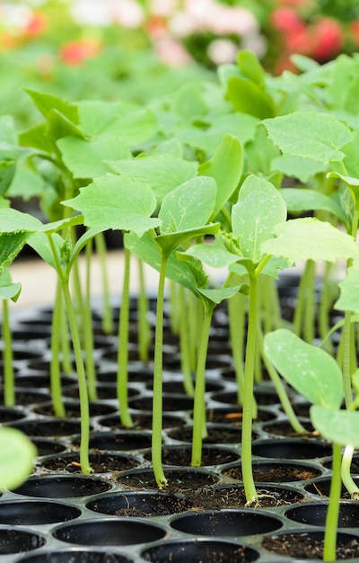 Zaailing plant in een plastic bakje