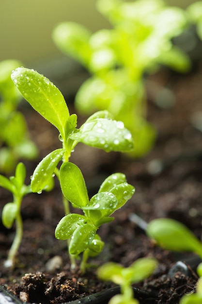 Zaailing planten groeien in kieming plastic bakje