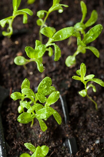 Zaailing planten groeien in kieming plastic bakje