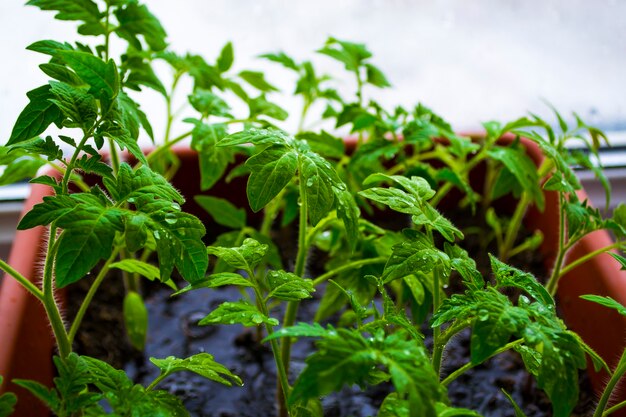 Zaailing van jonge planten op vensterbanken thuis