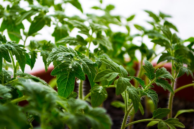 Zaailing van jonge planten op vensterbanken thuis