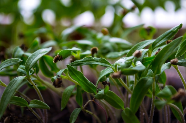 Zaailing van jonge planten op vensterbanken thuis