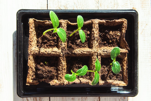 Zaailing van komkommers Tuin op de vensterbank Besparingen op gezinsbudget Selectieve focus