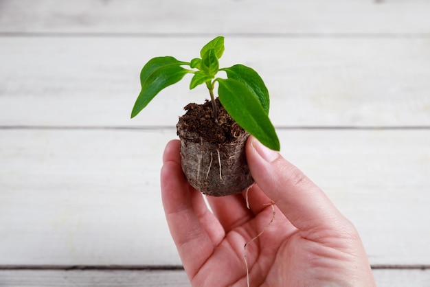 Zaailing van paprika in turftablet met goed ontwikkelde wortels