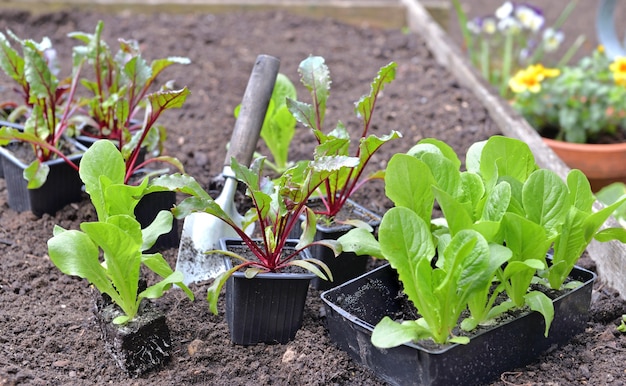 Foto zaailing van sla en rode biet op de grond van een tuin met een schop