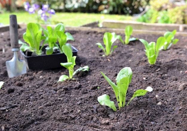 Zaailing van sla groeit in de grond in een vierkante tuin met een schop