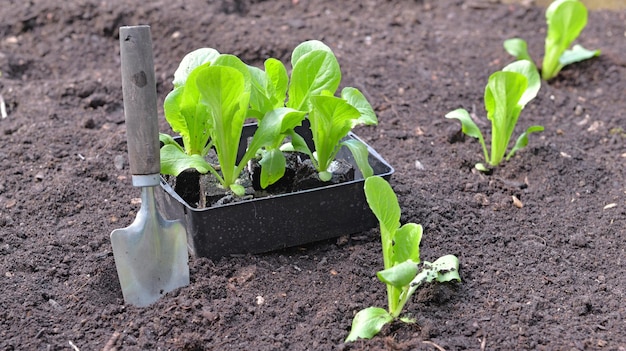 Zaailing van sla groeit in de grond in een vierkante tuin met een schop